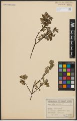 Foto von Salix aurita L.